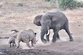 Angry Bull Elephant Tramples Baby Rhino - Wide Open Spaces