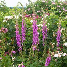 See more ideas about foxglove, flowers, gladiolus. Foxglove Plant Care Growing Guide