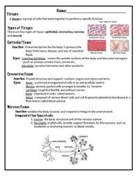 The 4 basic tissue types in the human body. Different Types Of Tissues And Their Functions Teethwalls