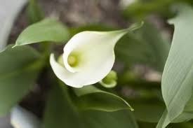 Check spelling or type a new query. When How To Divide And Transplant Calla Lilies Ehow Lily Plant Care Lily Plants Calla Lily Bulbs