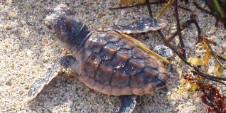 In some beaches with a high number of nesting females, the entrance of people has been restricted to avoid. Sea Turtle Nesting Season City Of Sunny Isles Beach