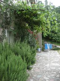A Garden With Apricots And Rosemary A Part Of Chilean Lore Olive Trees Garden Rosemary Plant Rosemary Garden