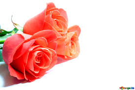 This embittered scar with jealousy and a sense of entitlement, prompting him to develop a regicidal plot to take over the. Bouquet Of Roses Image Pink Roses Images Rose Flower 7274 Torange Biz Free Pics On Cc By License