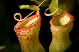 these spiders feed their leftovers to carnivorous plants these spiders feed their leftovers to