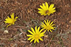 Image result for Gazania krebsiana