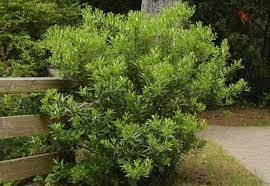 More images for california wax myrtle » Pacific Wax Myrtle Great Easy Evergreen Good For Screening Or Back Drop In The Nw Michaelmuro Com Diy Landscaping Plants Native Garden