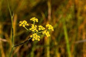 Image result for Osteospermum monocephalum
