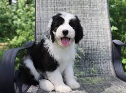 F1 Standard Sheepadoodle Sheepadoodle Sheepadoodle Puppy Goldendoodle Breeders