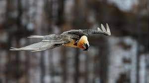 This website is for demonstration purposes only. Dank Feder Auf Der Spur Des Bartgeiers Tierwelt
