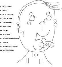 Inferior view of the brain and brain stem showing cranial nerves. 7 12 Cranial Nerves Ideas Cranial Nerves Nursing Study Nursing Notes