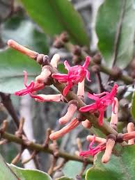Image result for Helixanthera