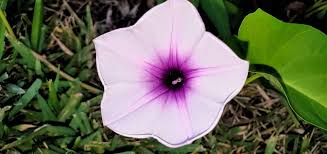 Image result for Ipomoea aquatica