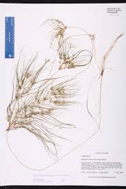 Image result for Eleocharis confervoides