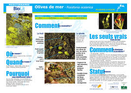 Olives De Mer Posidonia Oceanica