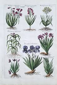 Image result for Gladiolus virgineus