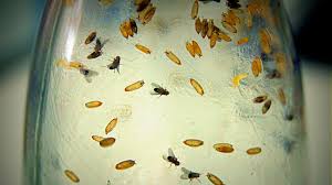 Eating flies by the carrot wall comeback special, released 11 march 2015 there's something boiling in the pot my house has a spot of the ol' dry rot saddle right up your khyber pass dixie fresqeuss. To Eat Or Not To Eat How The Fruit Fly Crinkles Up Its Snout In Distaste Research Matters