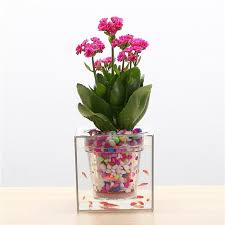 Self Watering Flowerpot Transparent Fish Tank Aquarium Flower Plant Hydroponic Planter Pot Flower Plant Vase H Plant Pot Decoration Flower Pots Flower Planters