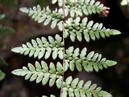 Image result for Cheilanthes inaequalis