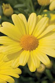 Image result for Argyranthemum frutescens