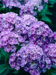 Phlox Laura (Garden Phlox)