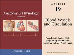 Ppt C H A P T E R 19 Blood Vessels And Circulation