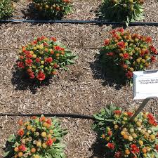 Image result for Halopegia