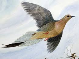 Перевод контекст passenger pigeon c английский на русский от reverso context: Passenger Pigeon Lived In North America Extinct 1914 David Marinelli