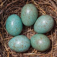 Seuss, first published on august 12, 1960.as of 2019, the book has sold 8 million copies worldwide. Bird Egg Identifier Gardenbird