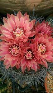 They also need to experience a winter dormancy with little moisture and then gradually get introduced to more water, brighter light, and increased heat. 900 Cactus Ideas In 2021 Cactus Cacti And Succulents Cactus And Succulents
