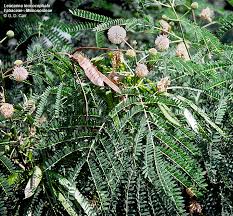 Image result for Fabaceae subfamily Mimosoideae