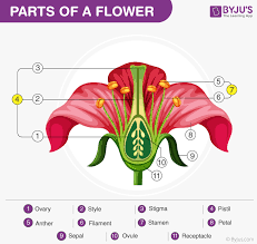 Parts Of A Flower And Its Functions