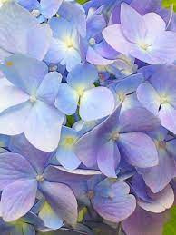 Hydrangea Flower Painting Flower Art Watercolor Flowers