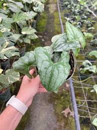 Image result for Stylochaeton