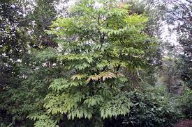 Image result for Leea guineensis