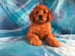 Ethical family breeder of bernedoodles, goldendoodles, englishdoodles and sheepadoodles. Miniature Goldendoodle Puppies For Sale Breeder In Iowa