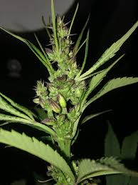Male cannabis plants sure don't have the best reputation. Can We Take A Second To Appreciate How Beautiful The Male Cannabis Plant Is In Flower Working On A Breeding Project Microgrowery