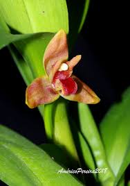 Image result for Otomeria elatior