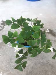 Upload, livestream, and create your. Bunga Rama Rama Oxalis Home Furniture Gardening On Carousell