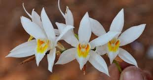 Image result for Celosia nervosa