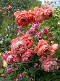 Pin By Elisse De Sio On Bouquet Flowers David Austin Roses Pretty Flowers