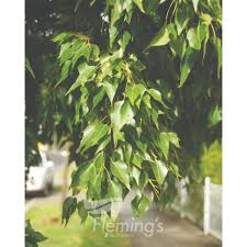 Image result for Brachychiton populneus