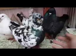 Edirne Kapi Kus Pazarin Da Bu Hafta 02 09 18 Youtube