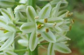 Image result for Drimia altissima