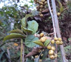 Image result for Embelia