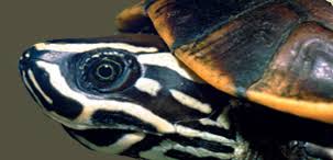 Image result for Urochloa platynota