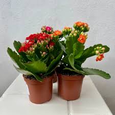 Image result for Kalanchoe rosalina