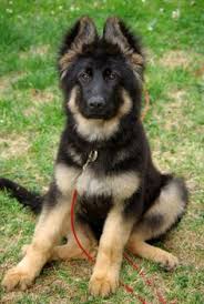 Maybe you would like to learn more about one of these? 7 Best German Shepherd Poodle Mix Ideas German Shepherd Poodle Mix German Shepherd Poodle Mix