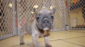 High quality french bulldog puppies for sale. Lilac French Bulldog Puppies For Sale In Ga Puppies For Sale Local Breeders