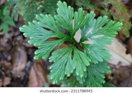 Image result for Selaginellaceae