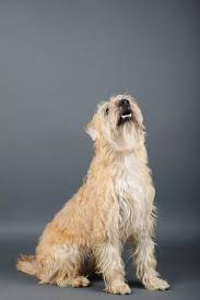 Maybe you would like to learn more about one of these? Irish Soft Coated Wheaten Terrier Hunde Rassen Information Omlet